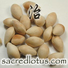 Bai Guo (Ginkgo Nut)