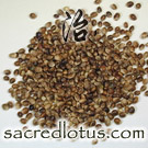 Huo Ma Ren (Hemp Seeds or Cannabis Seeds)