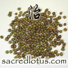 Lu Dou (Mung Bean or Phaseolus)