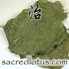 Sang Ye (Folium Mori Albae)