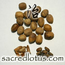 Ba Dou (Croton Seed)