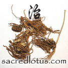 Bai Wei (Swallowwort Root)