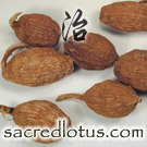 Cao Guo (Tsaoko Fruit)