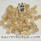 Dong Gua Zi (Winter Melon, Wax Gourd Seed, Benincasa)
