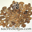 Gua Lou Ren (Trichosanthes Seeds)