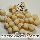 Lian Zi (Lotus Seed)