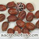 Li Zhi He (Leechee Nut)