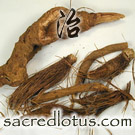 Lou Lu (Echinops Root or Rhaponticum)