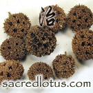 Lu Lu Tong (Sweetgum Fruit)