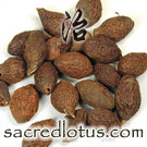 Pang Da Hai (Boat Sterculia Seed)
