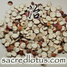 Qian Shi (Euryale Seeds)