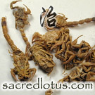 Quan Xie (Scorpion, Buthus)