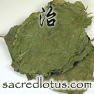 Sang Ye (White Mulberry Leaf)