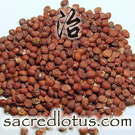 Suan Zao Ren (Sour Jujube Seed, Zizyphus - Raw Herb Shown)