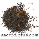 Wang Bu Liu Xing (Vaccaria Seeds)