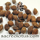 Yi Zhi Ren (Black Cardamom, Alpinia Oxyphylla Fruit)