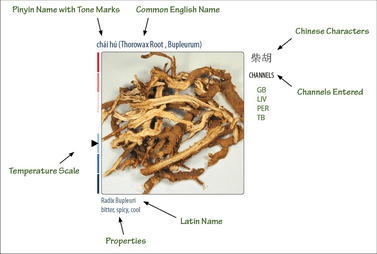 Sample Page of the Visual Materia Medica of Chinese Herbs