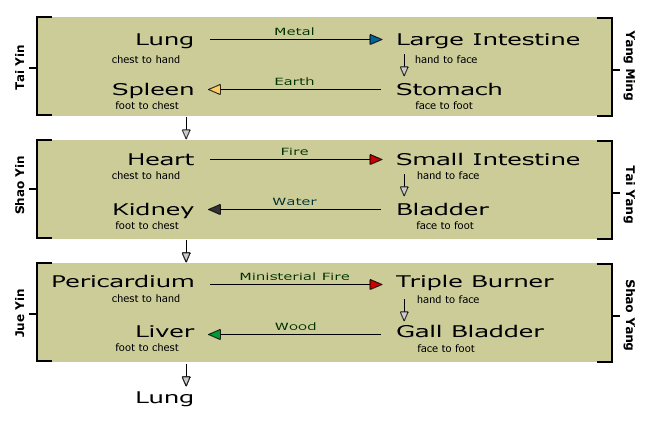 Qi Flow Cycle in Acupuncture Channels Meridians